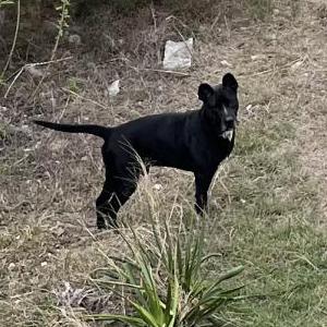 Image of Unknown, Found Dog