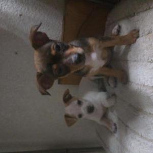 Image of Babie girrrl, Lost Dog