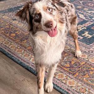 Lost Dog Memphis