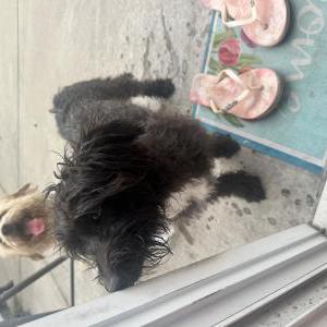 Found Dog Unknown