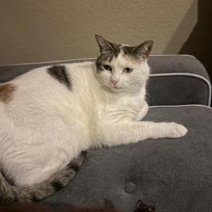 Image of Jewel, Lost Cat