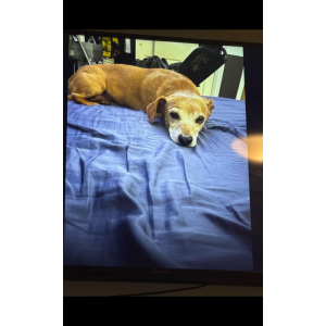 Image of Marvin, Lost Dog
