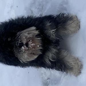 Image of Chi, Lost Dog