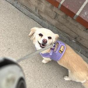 Lost Dog Lexi