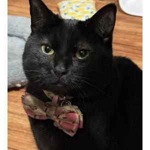 Lost Cat Freyja