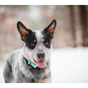 Lost Dog Nelly