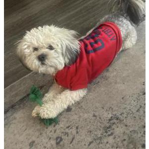 Image of Trix, Lost Dog