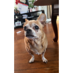 Image of Chiquis, Lost Dog