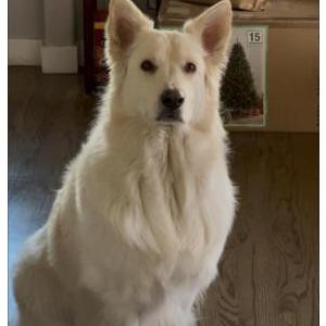 Lost Dog Zuko