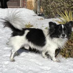 Image of Pickles, Lost Dog