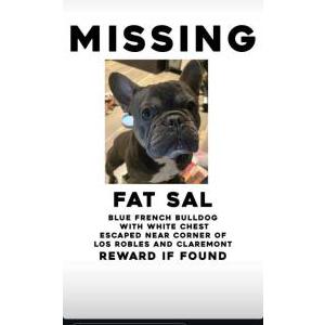 Lost Dog Fat Sal
