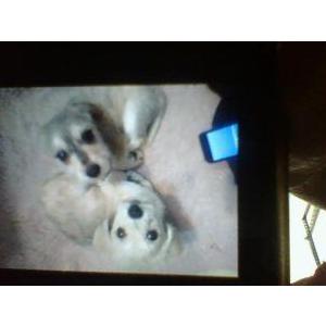 Lost Dog tramp