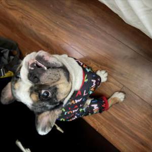 Image of Benzo, Lost Dog