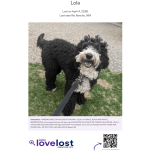 Image of LOLA, Lost Dog