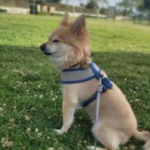 Image of Bruno, Lost Dog