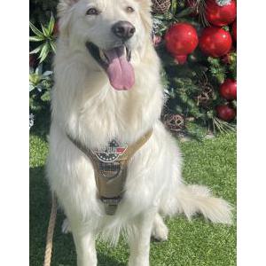 Lost Dog Zuko