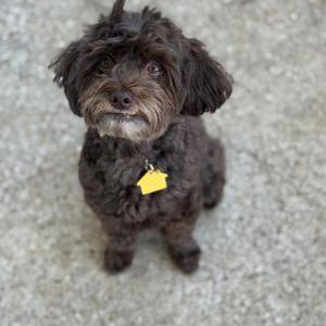 Lost Dog Hank