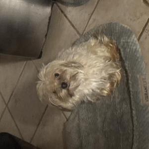 Image of Moca, Lost Dog