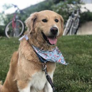 Image of Blue, Lost Dog