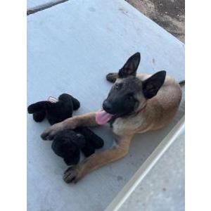 Image of Rambo, Lost Dog