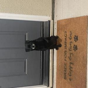 Image of Unknown, Found Dog