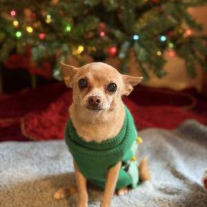Image of Scrappy Doo, Lost Dog