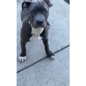 Image of Marley, Lost Dog