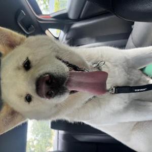 Image of Unknown, Found Dog