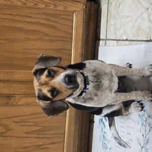 Image of Ciel, Lost Dog