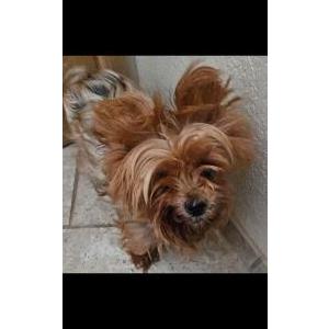 Image of Gracie, Lost Dog