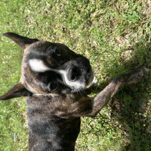 Found Dog Unknown