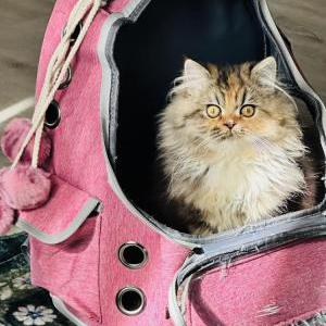 Image of Pumpkin, Lost Cat