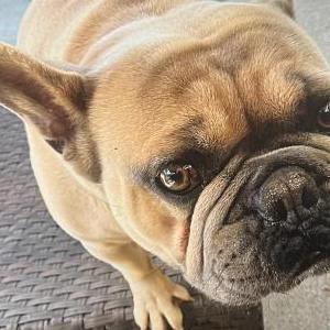 Lost Dog Rocky