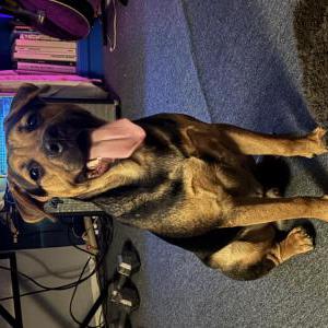 Found Dog Unknown