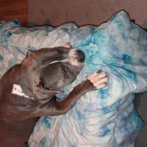 Image of Unknown, Found Dog