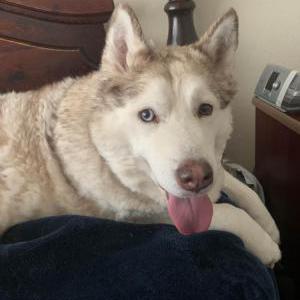 Lost Dog Clover
