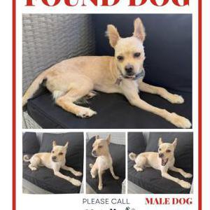 Found Dog Unknown