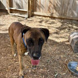 Found Dog Unknown