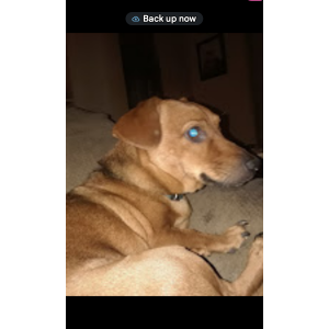 Lost Dog Dixie