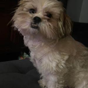Lost Dog Lilo