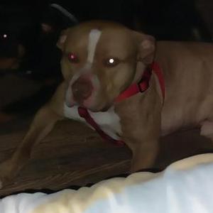 Image of Sumo, Lost Dog