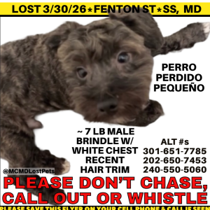 Image of Coco, Lost Dog