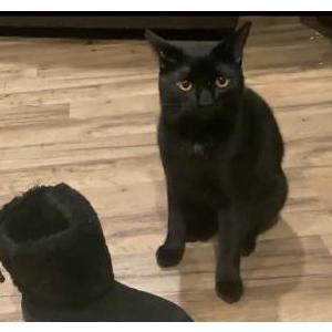 Image of Chon-cheese, Lost Cat