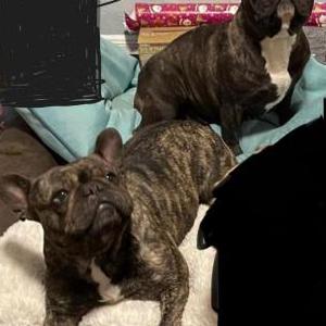 Image of Chico & Chica, Lost Dog
