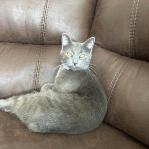 Image of Michi, Lost Cat