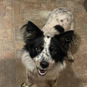 Image of nacho, Lost Dog