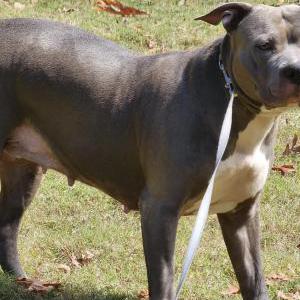 Lost Dog Sasha