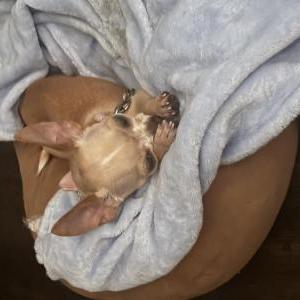 Image of Joey, Lost Dog