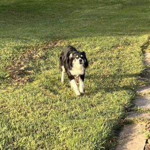 Image of unknown, Found Dog