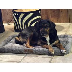 Image of Unknown, Found Dog